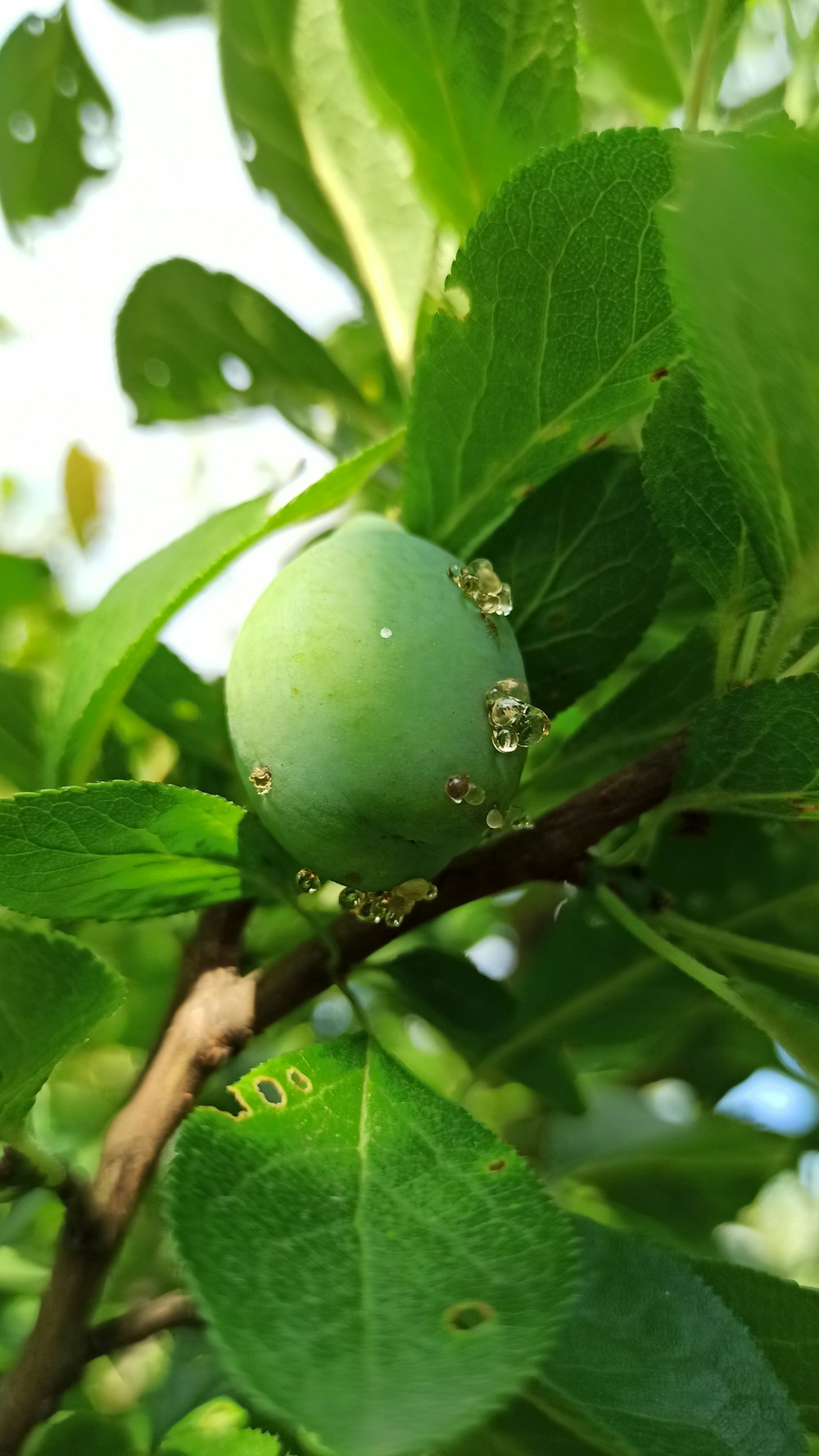 a fruit on a tree