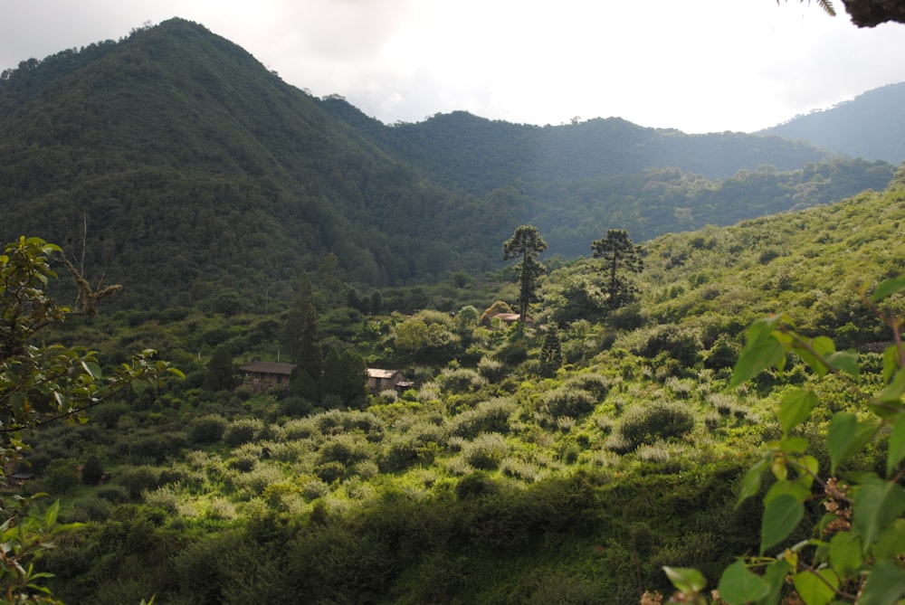 a green valley with trees and mountains in the background