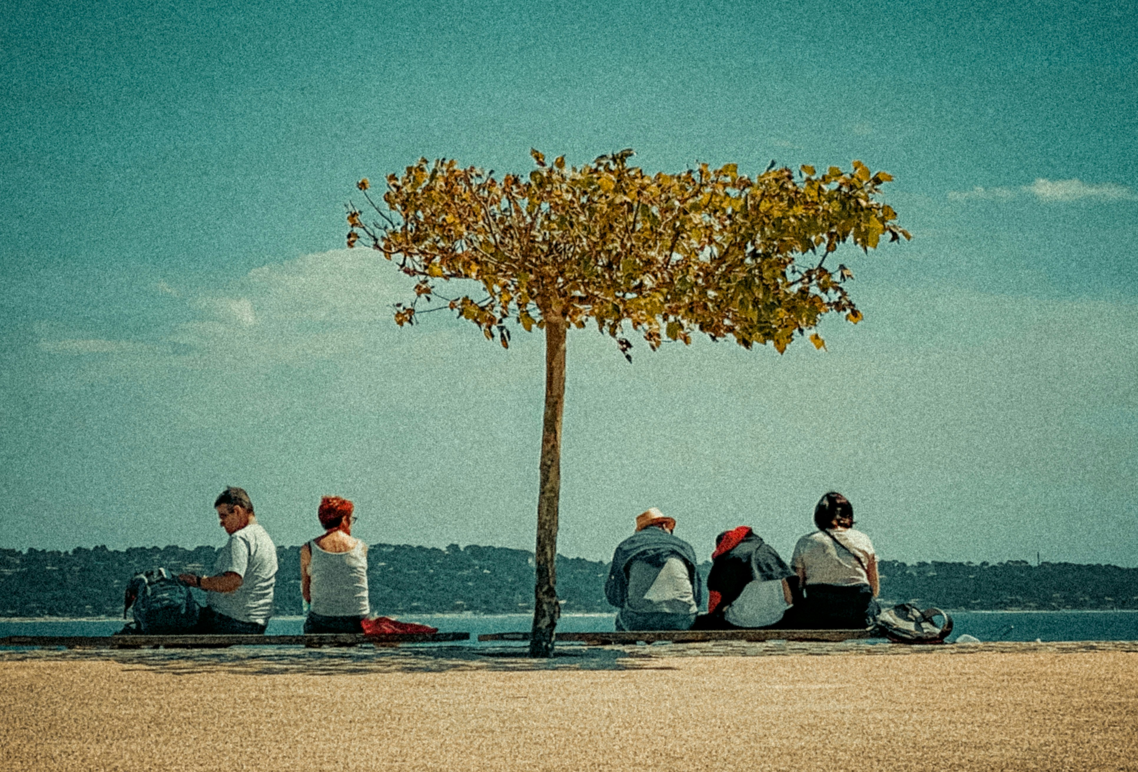 a group of people sitting under a tree on a beach