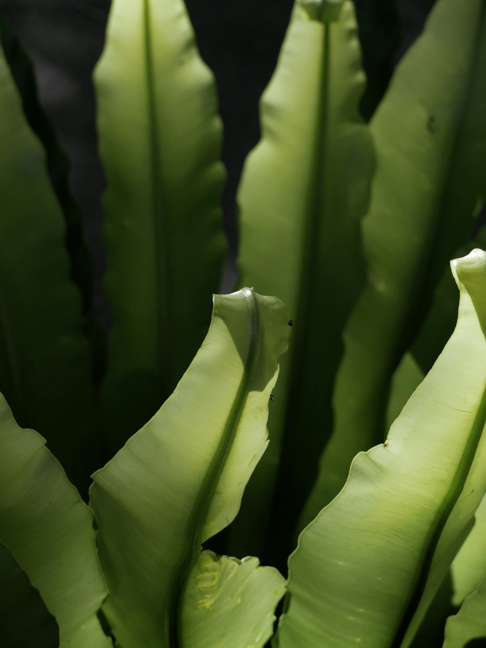 Un serpent vert dans une plante