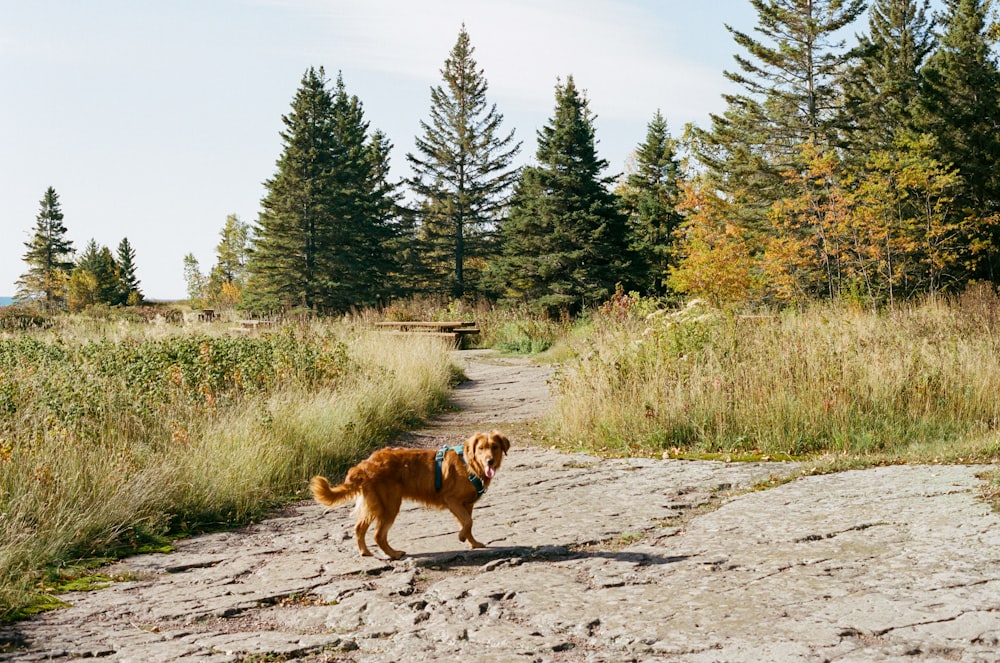 a dog on a dirt road