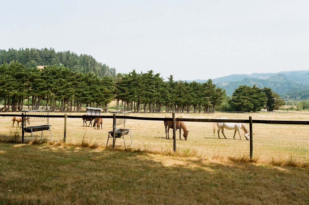 horses in a fenced pasture