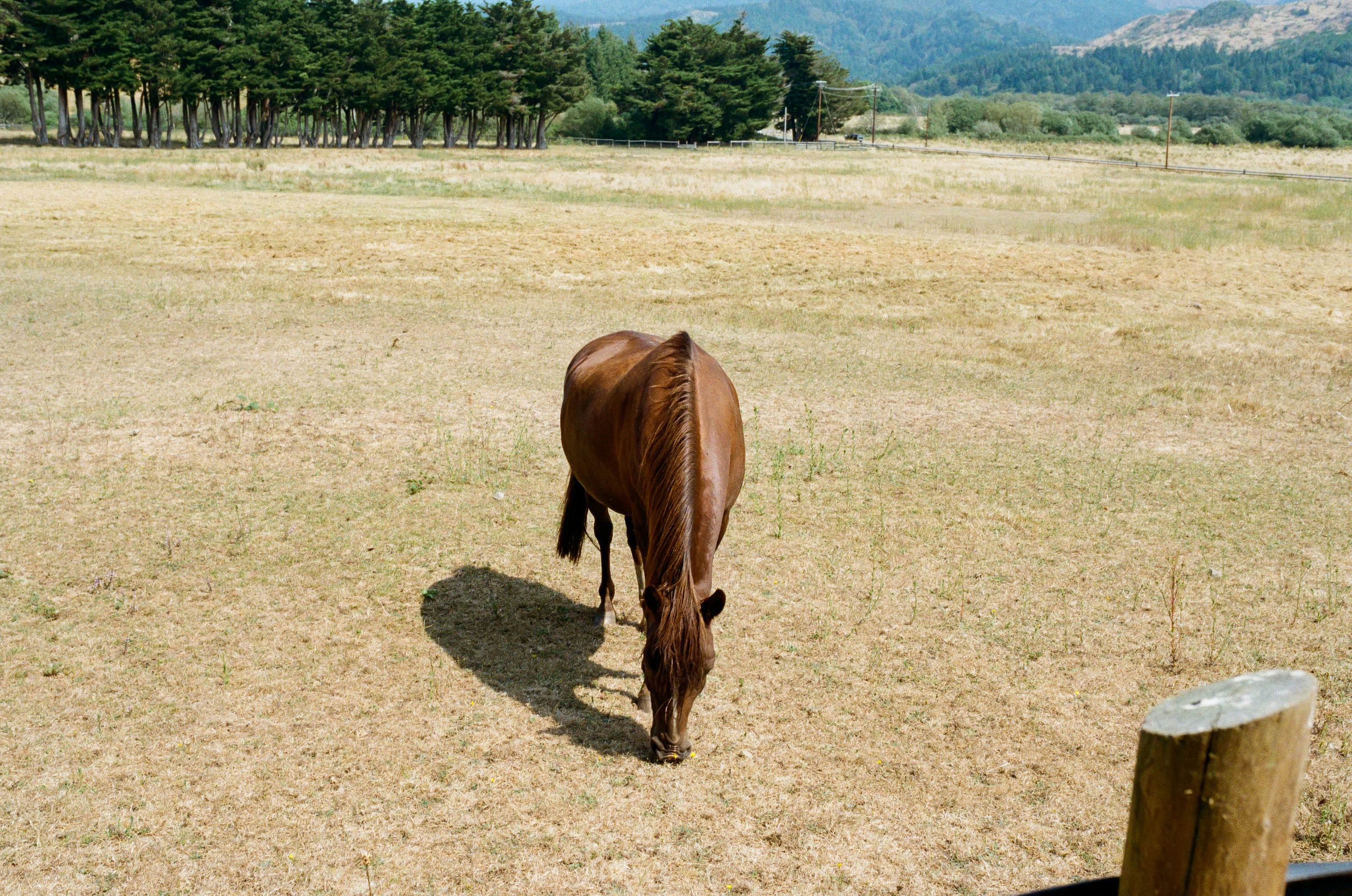 a horse eating grass
