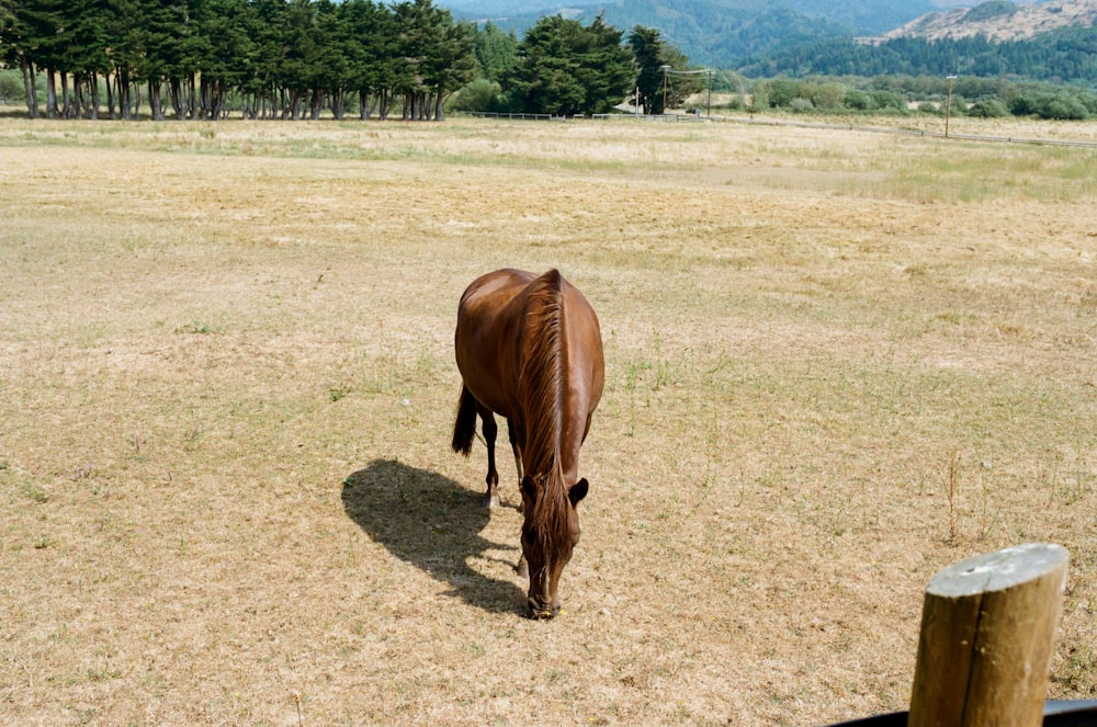 a horse eating grass