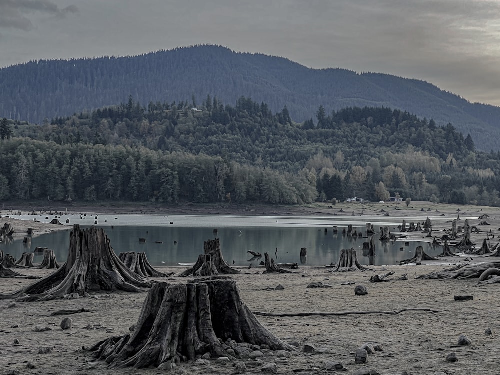 a large dam with trees in the background