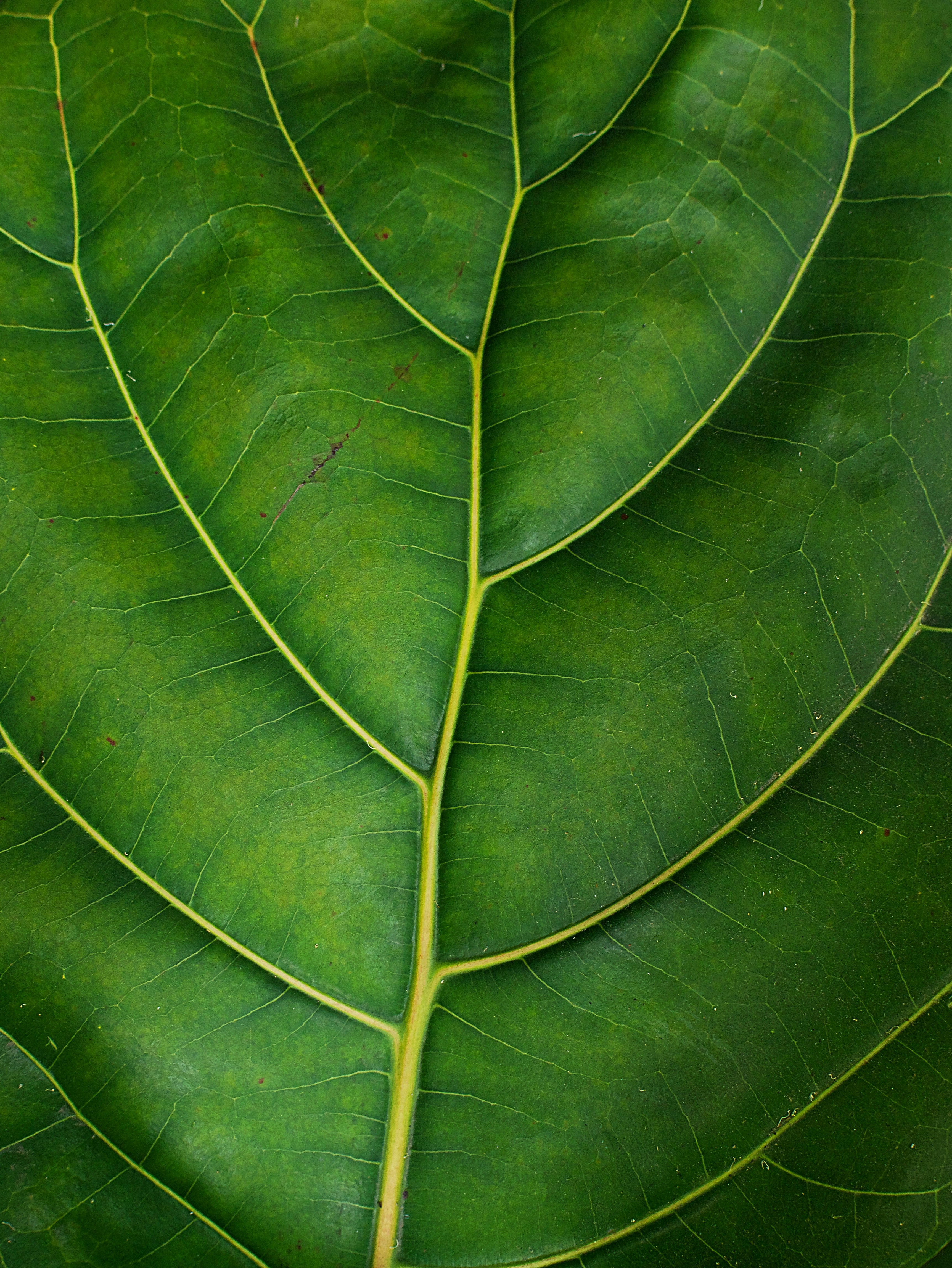 Fiddle Leaf Fig
