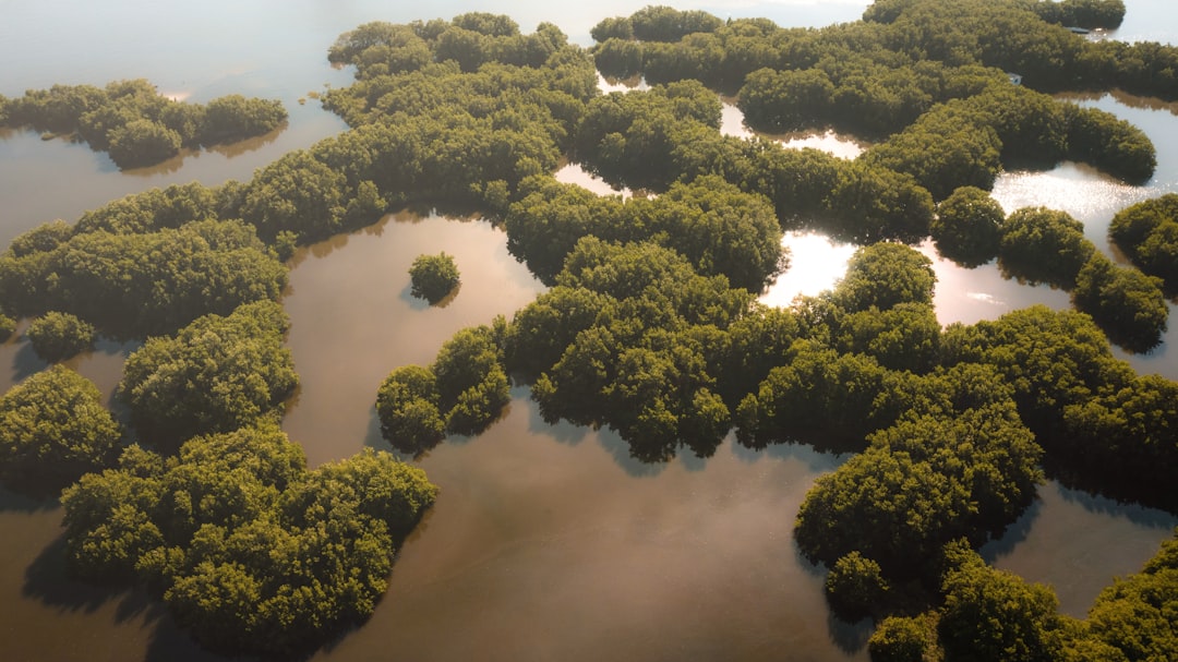 a large group of trees,