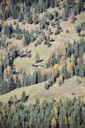 A lush forest landscape featuring a mixture of evergreen and deciduous trees with autumn foliage. Nestled amidst the greenery is a small clearing with a few rustic wooden cabins. The terrain is slightly hilly, adding depth to the serene setting.