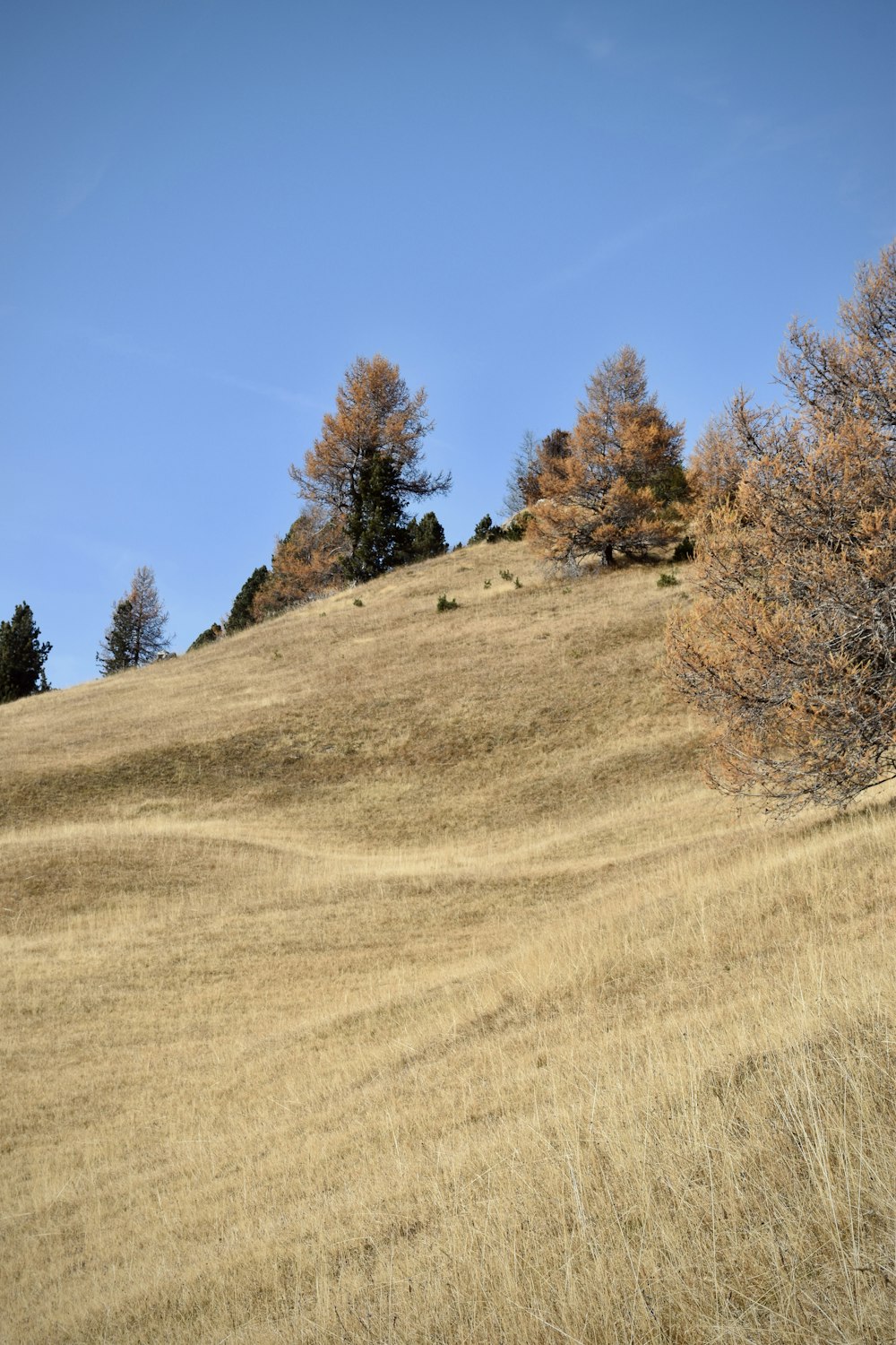 ein grasbewachsener Hügel mit Bäumen darauf
