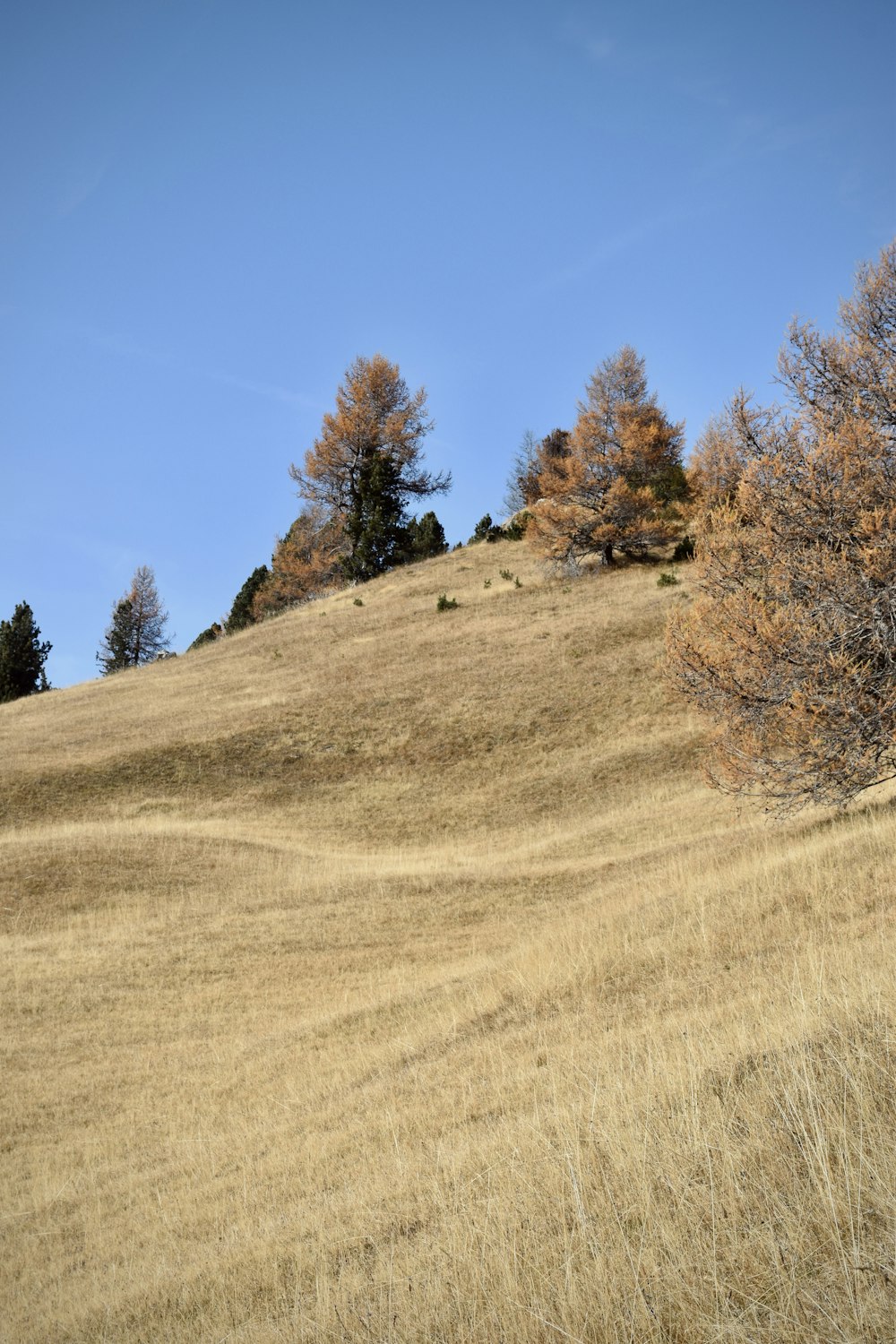 a grassy hill with trees on it