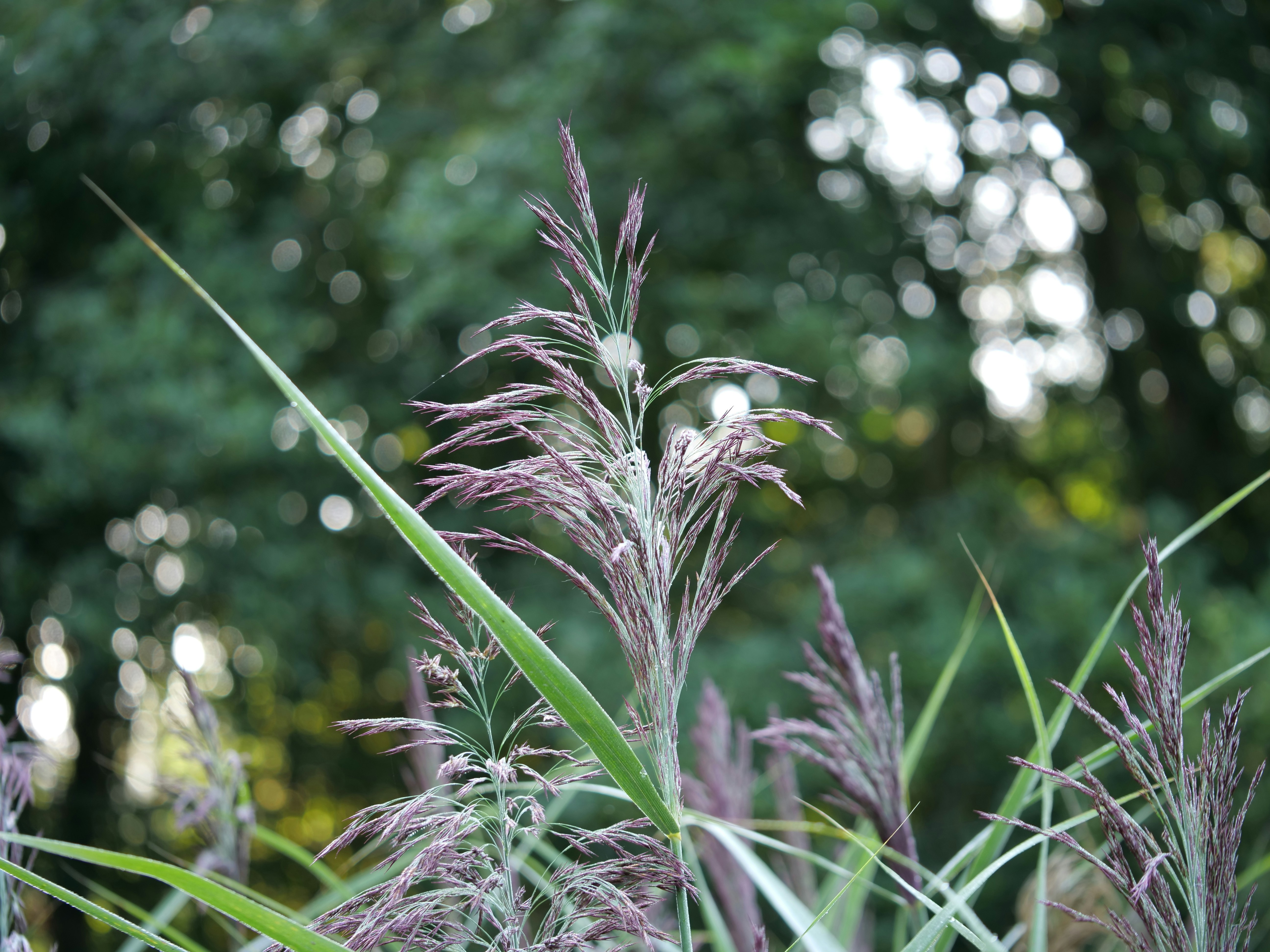close up of a plant