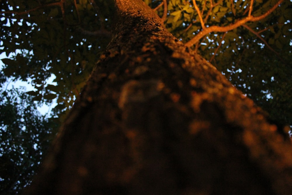 a tree with many branches