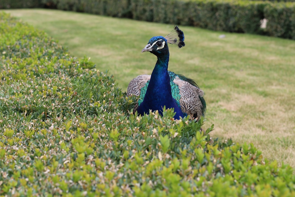 a peacock in a field