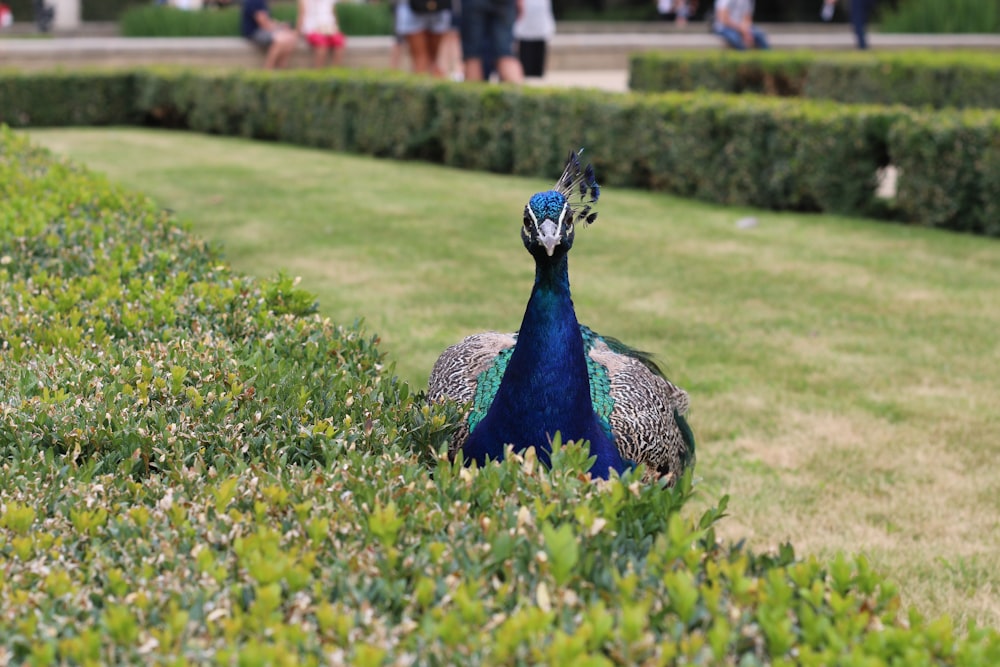 a peacock in a grassy area