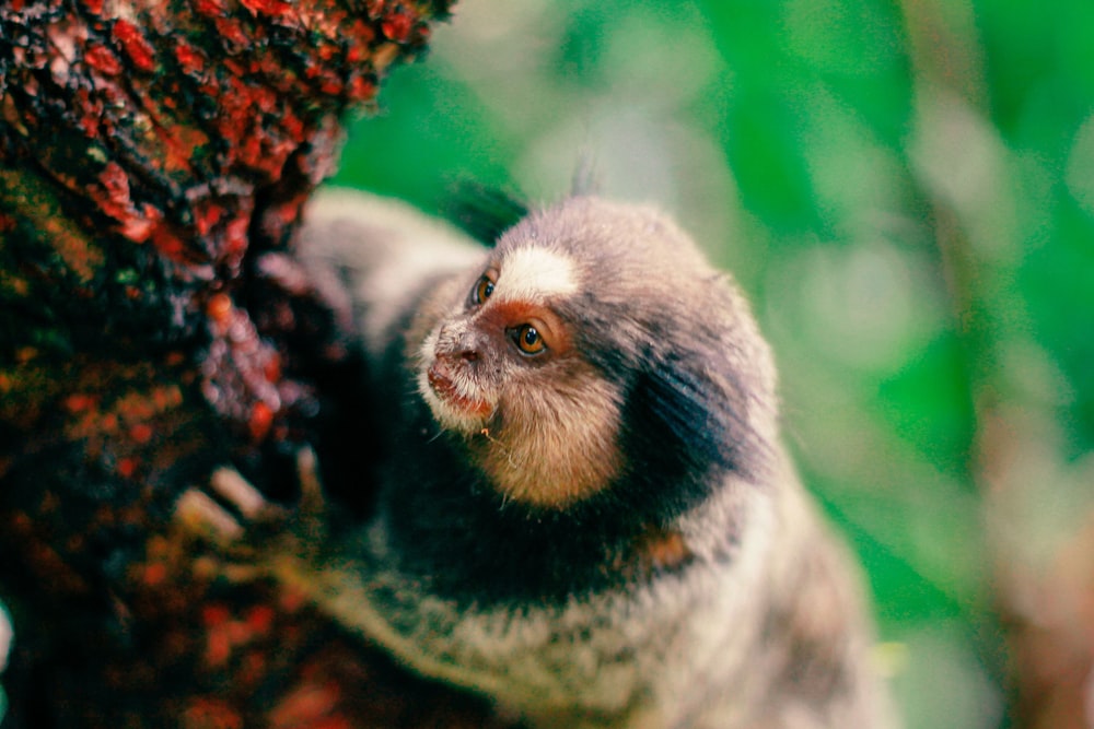 a baby monkey in a tree
