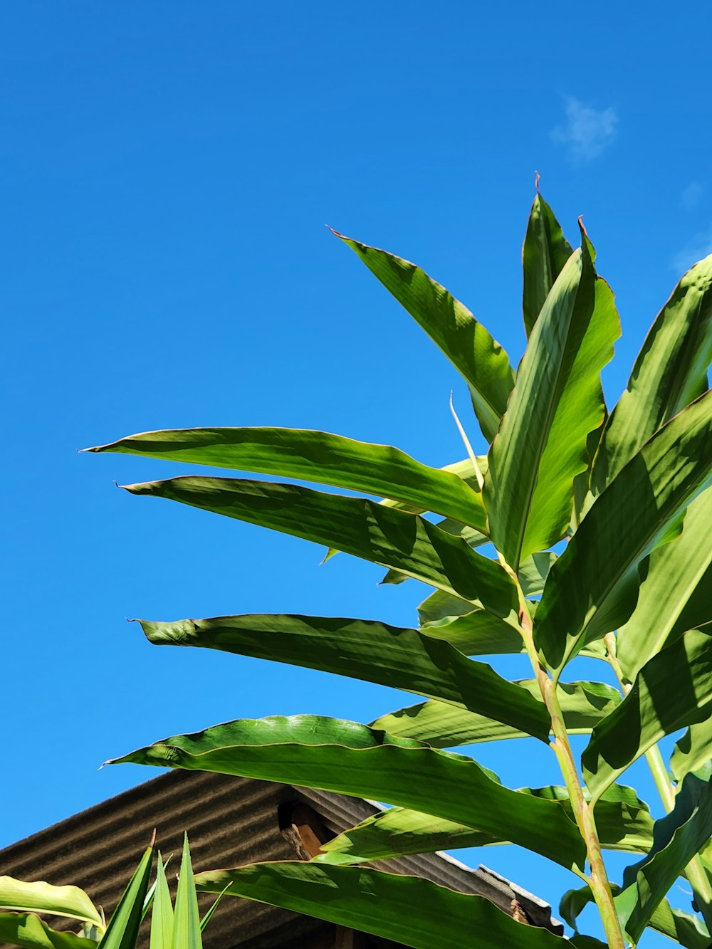 a close-up of a plant