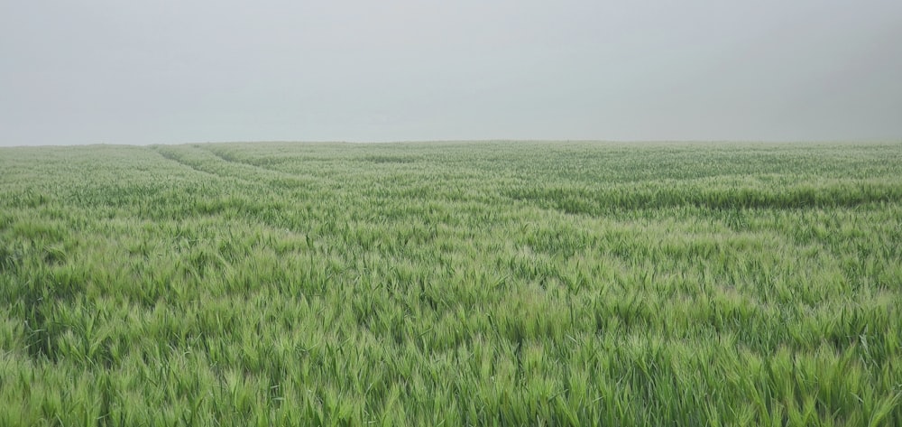 un grand champ d’herbe verte avec l’aire naturelle de Konza Prairie en arrière-plan