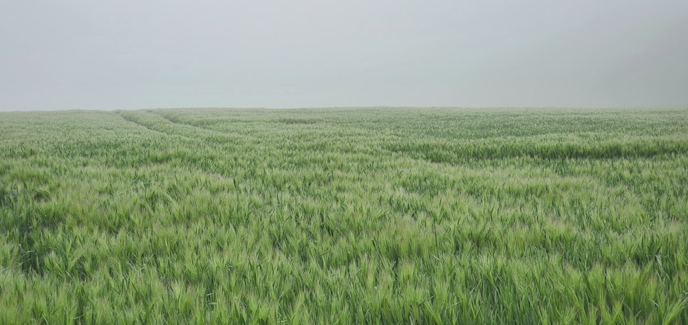 a large field of green grass with Konza Prairie Natural Area in the background