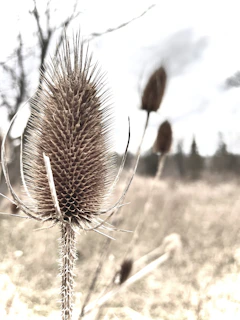 a close up of a dandelion