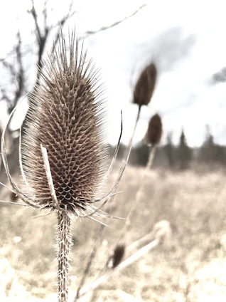 a close up of a dandelion