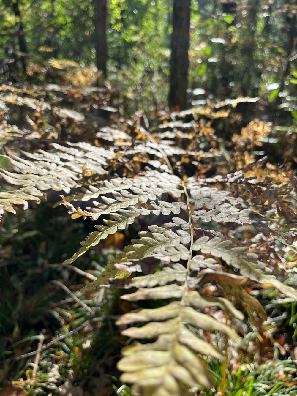 a pile of leaves in the woods