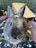 Close-up of a sparkling clean rabbit cage with fresh bedding and tidy feeding area.