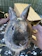 Close-up of a sparkling clean rabbit cage with fresh bedding and tidy feeding area.