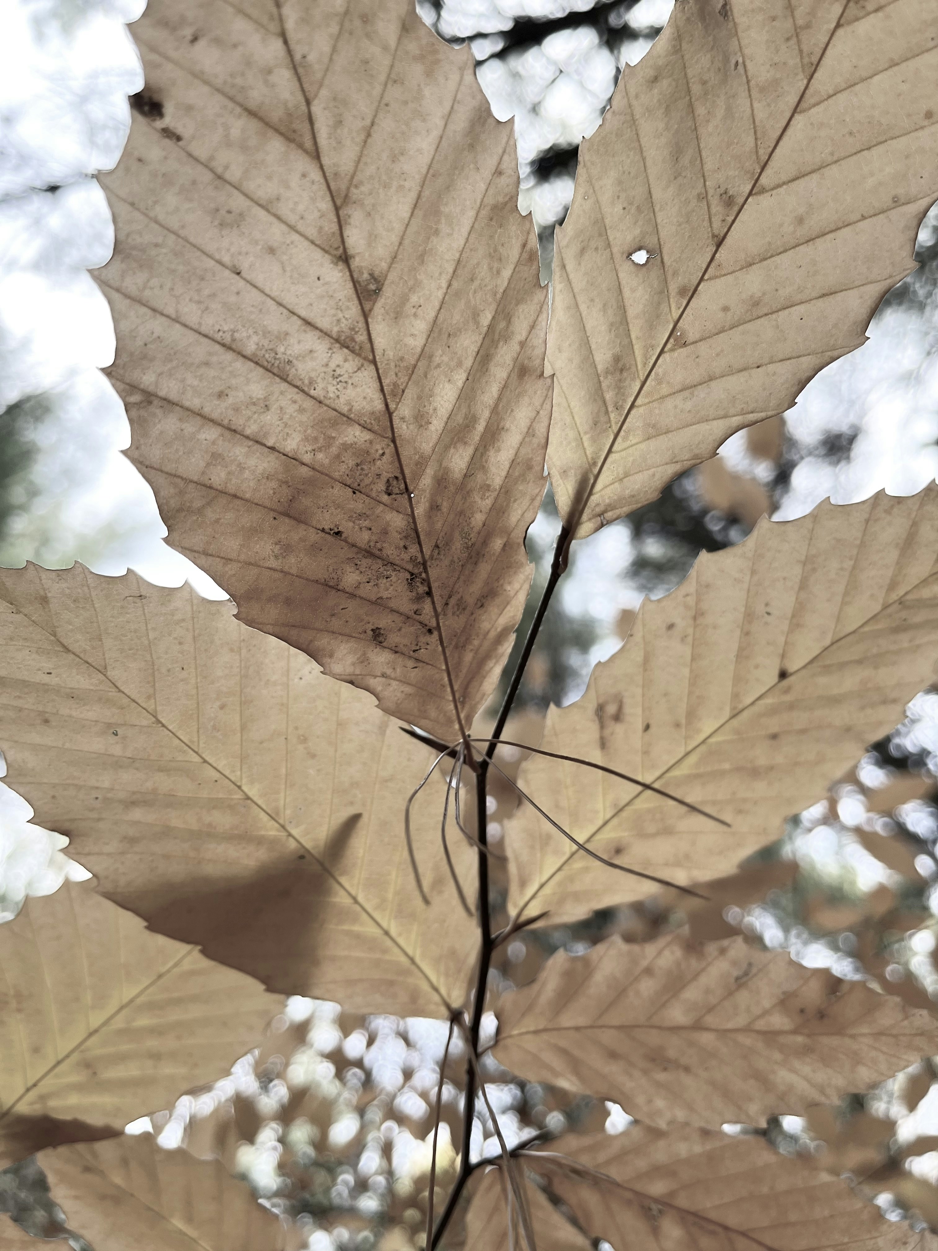 a close up of a leaf