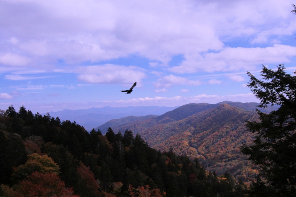 a bird flying over a forest