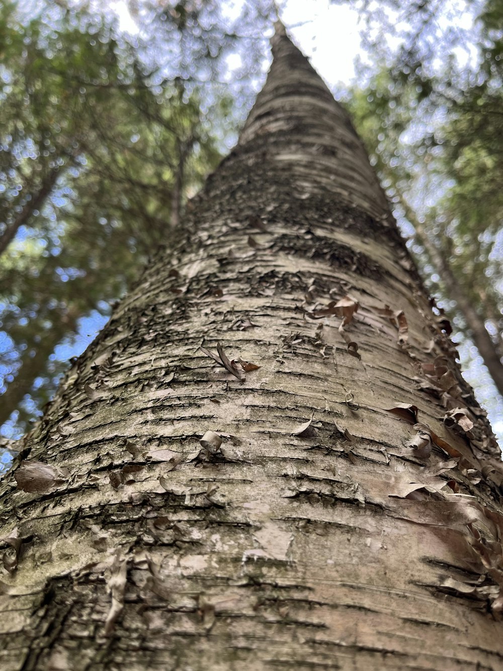 a tree trunk with a tree in the background