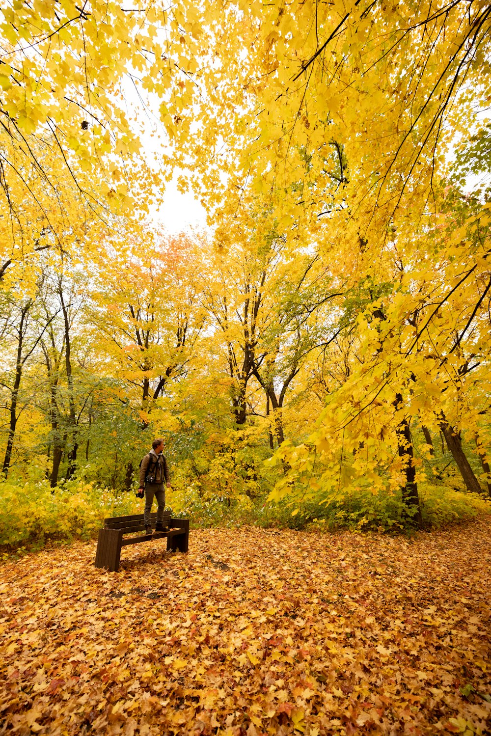 a person standing on a bench in a forest