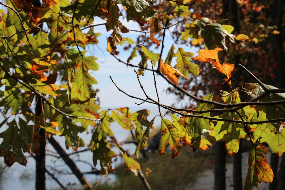 a tree with yellow leaves