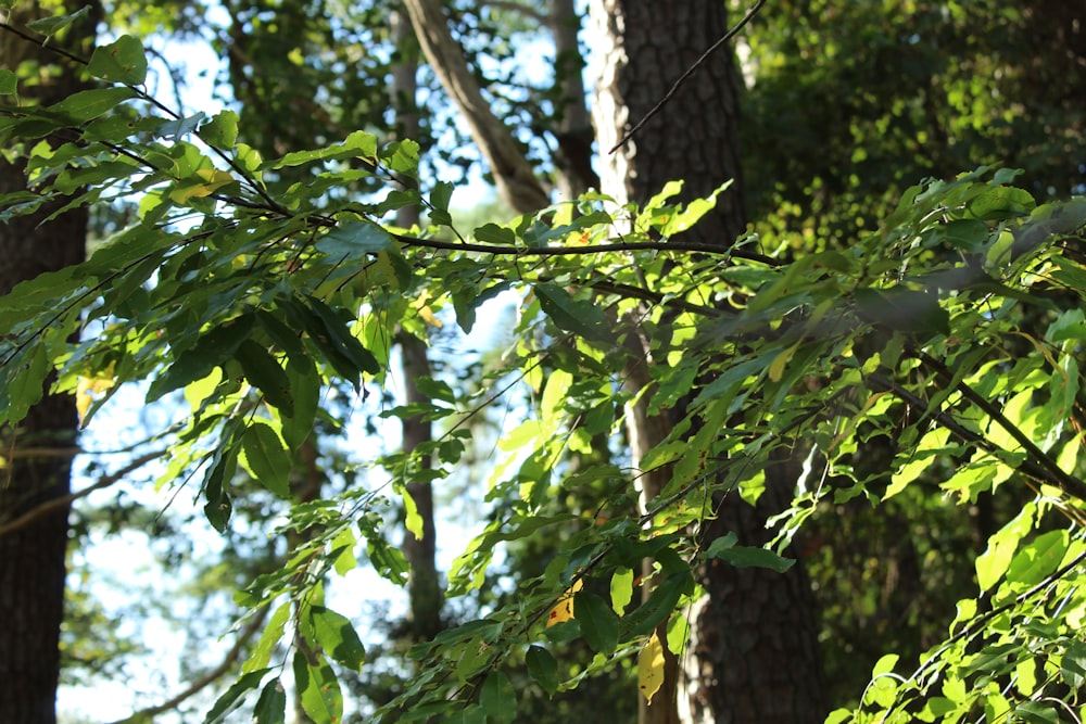 a tree with green leaves