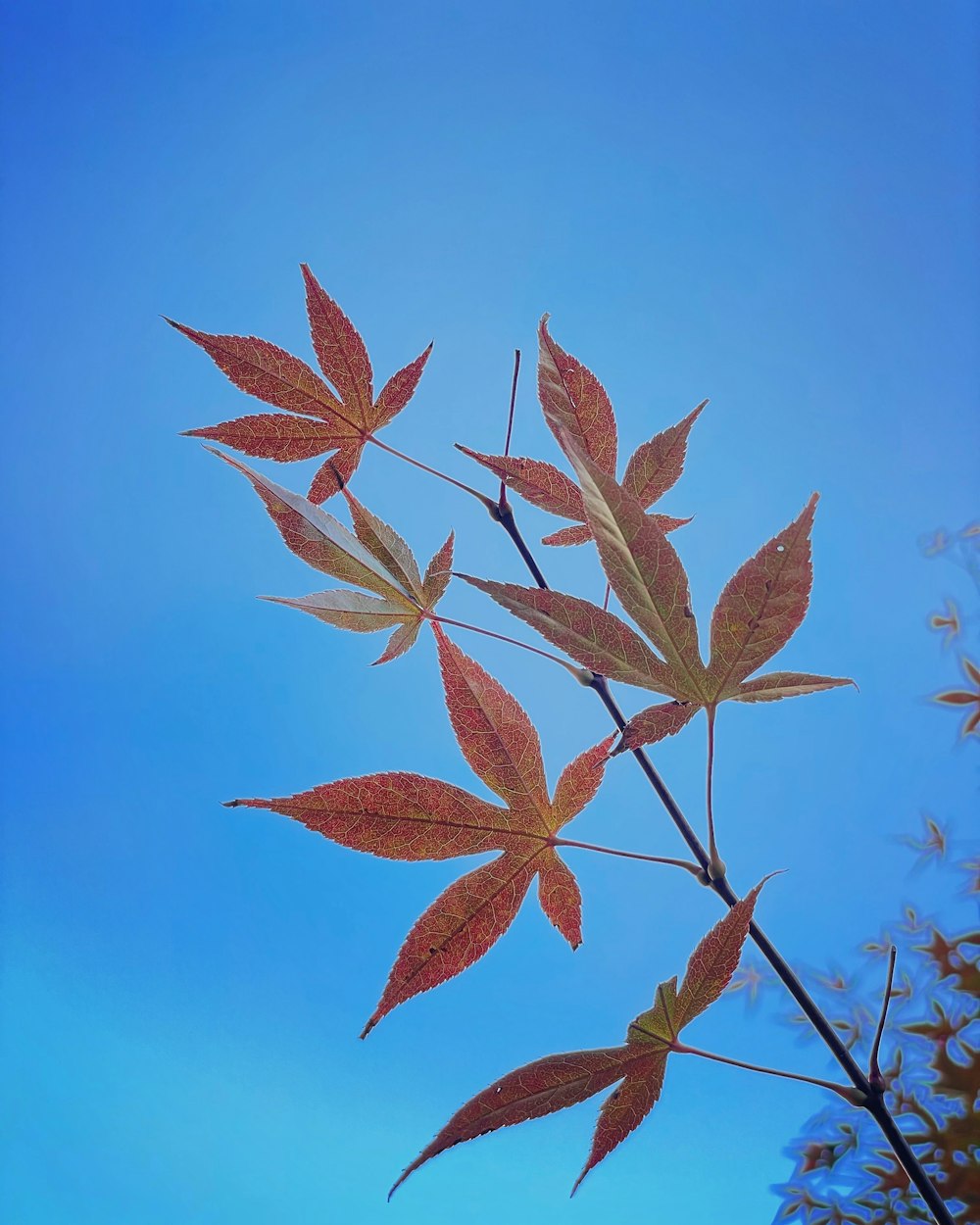 un groupe de feuilles