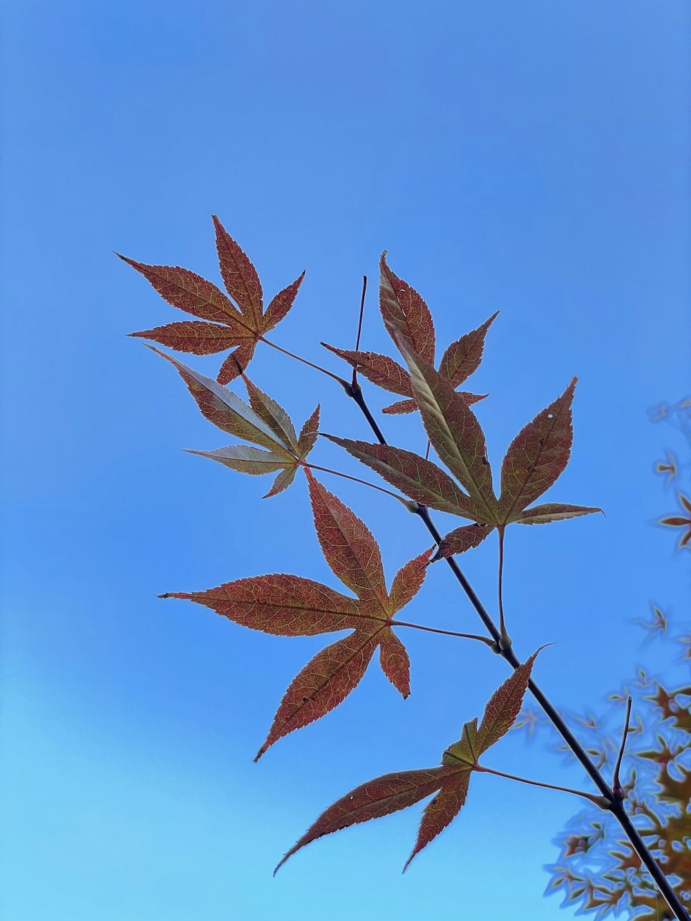 a group of leaves