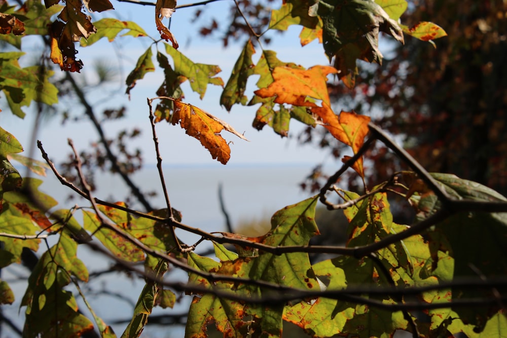 a tree with leaves