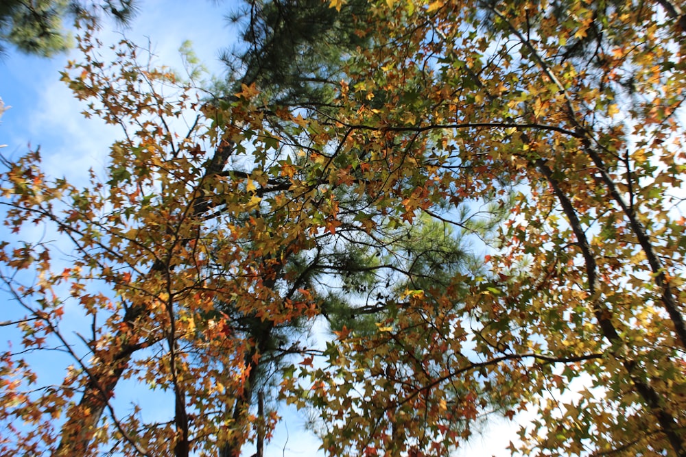 looking up at trees with yellow leaves