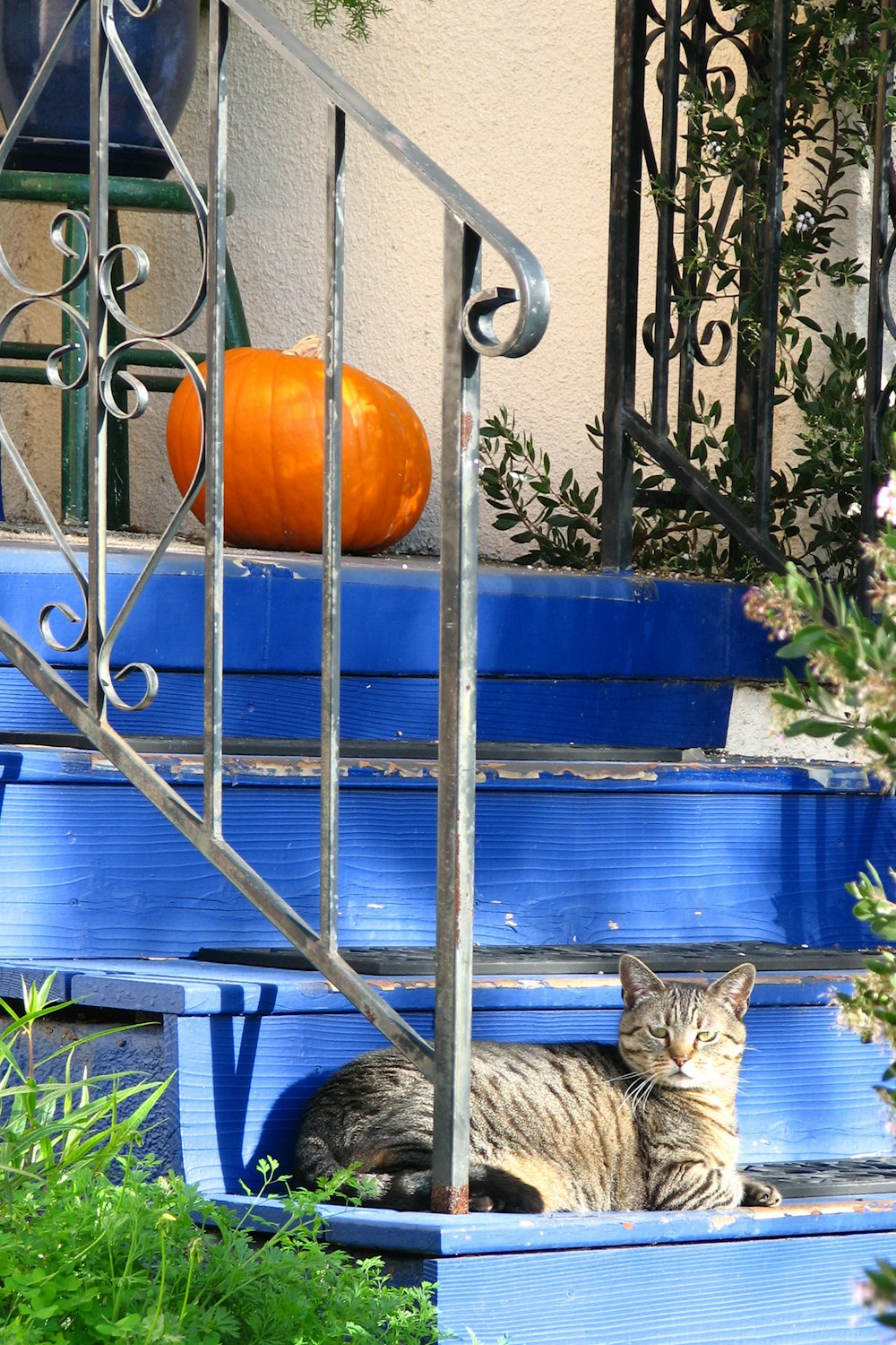 a cat sitting on a blue bench
