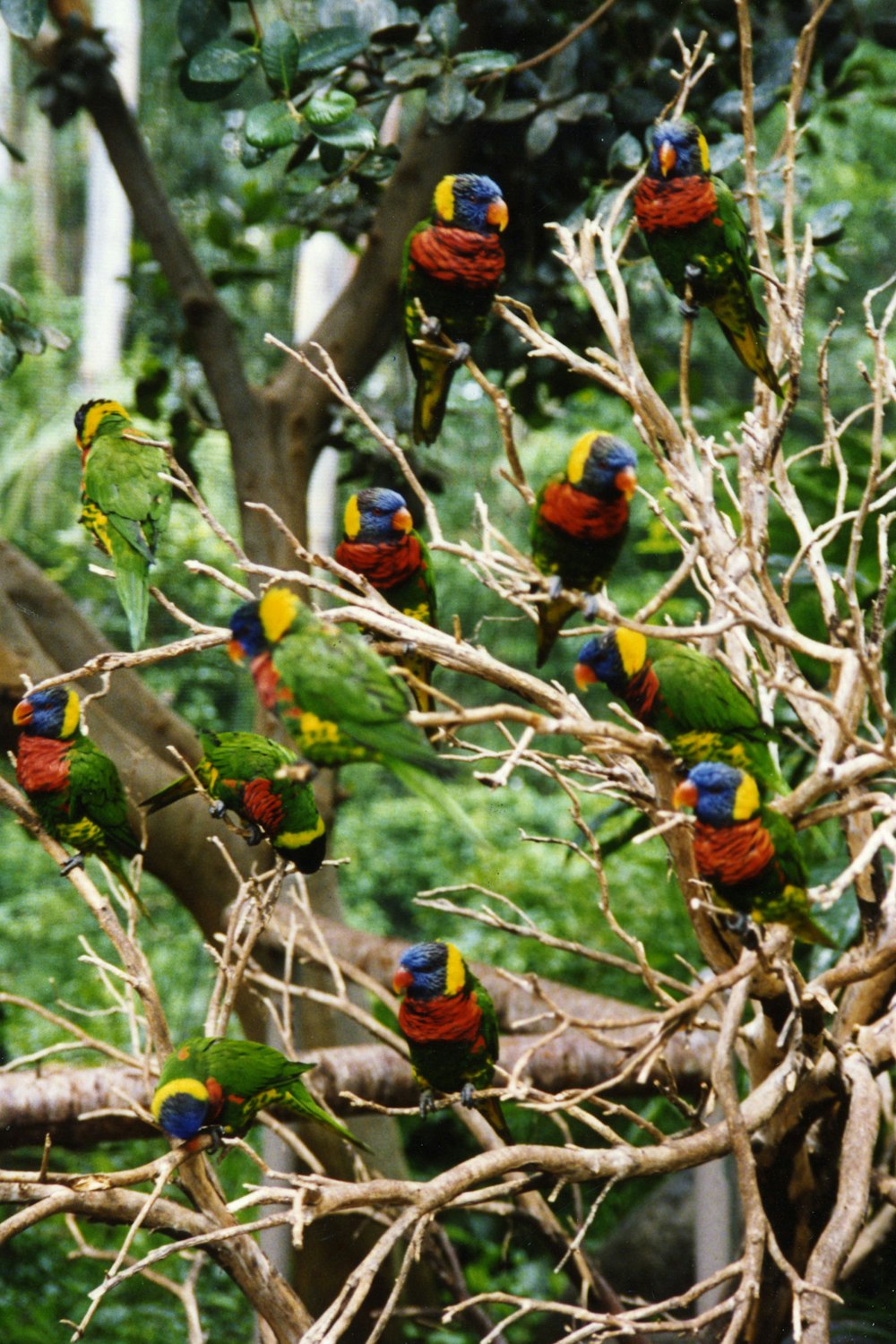a group of colorful birds on a tree branch