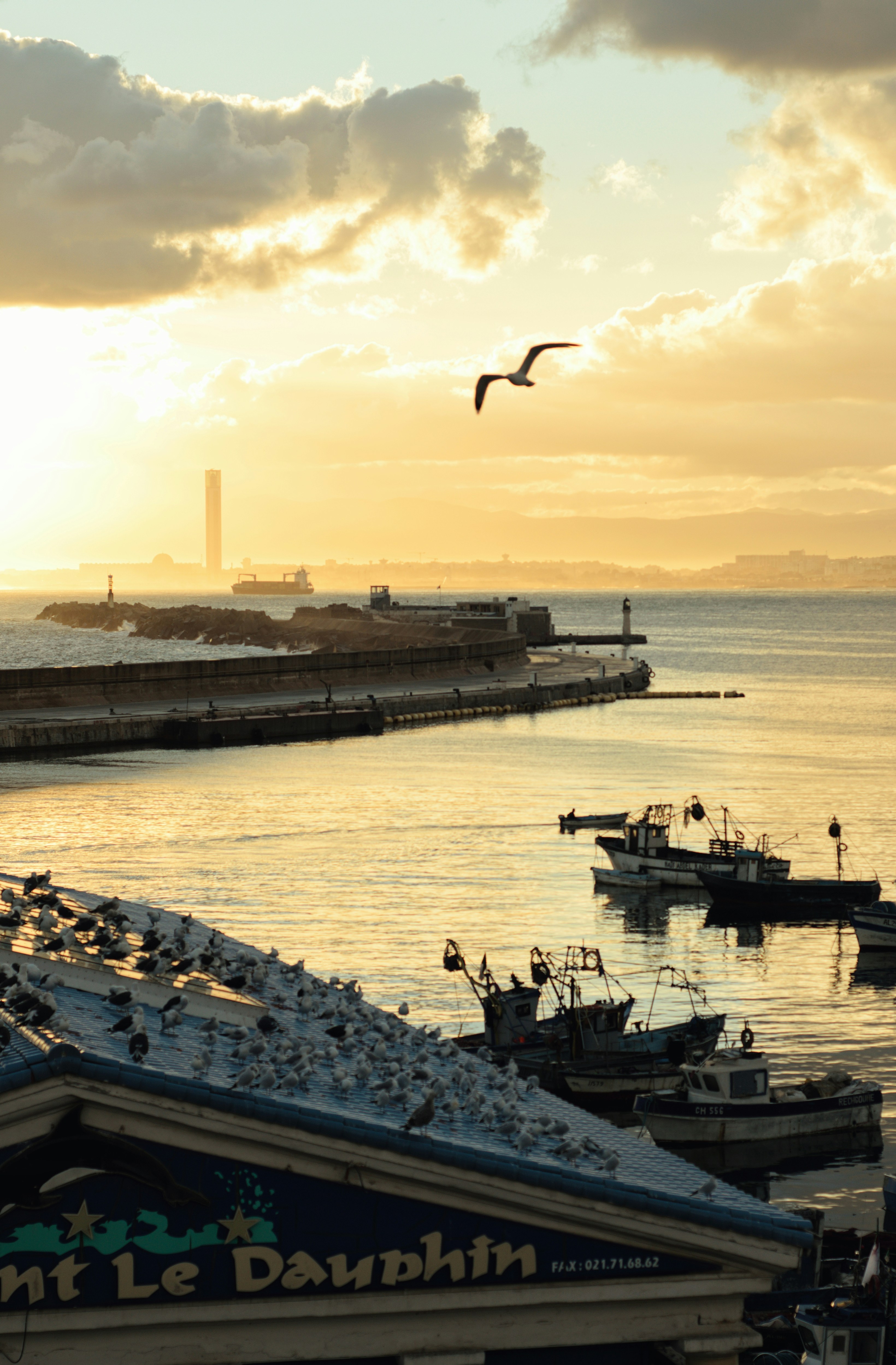 Ein Vogel, der über einen Hafen fliegt