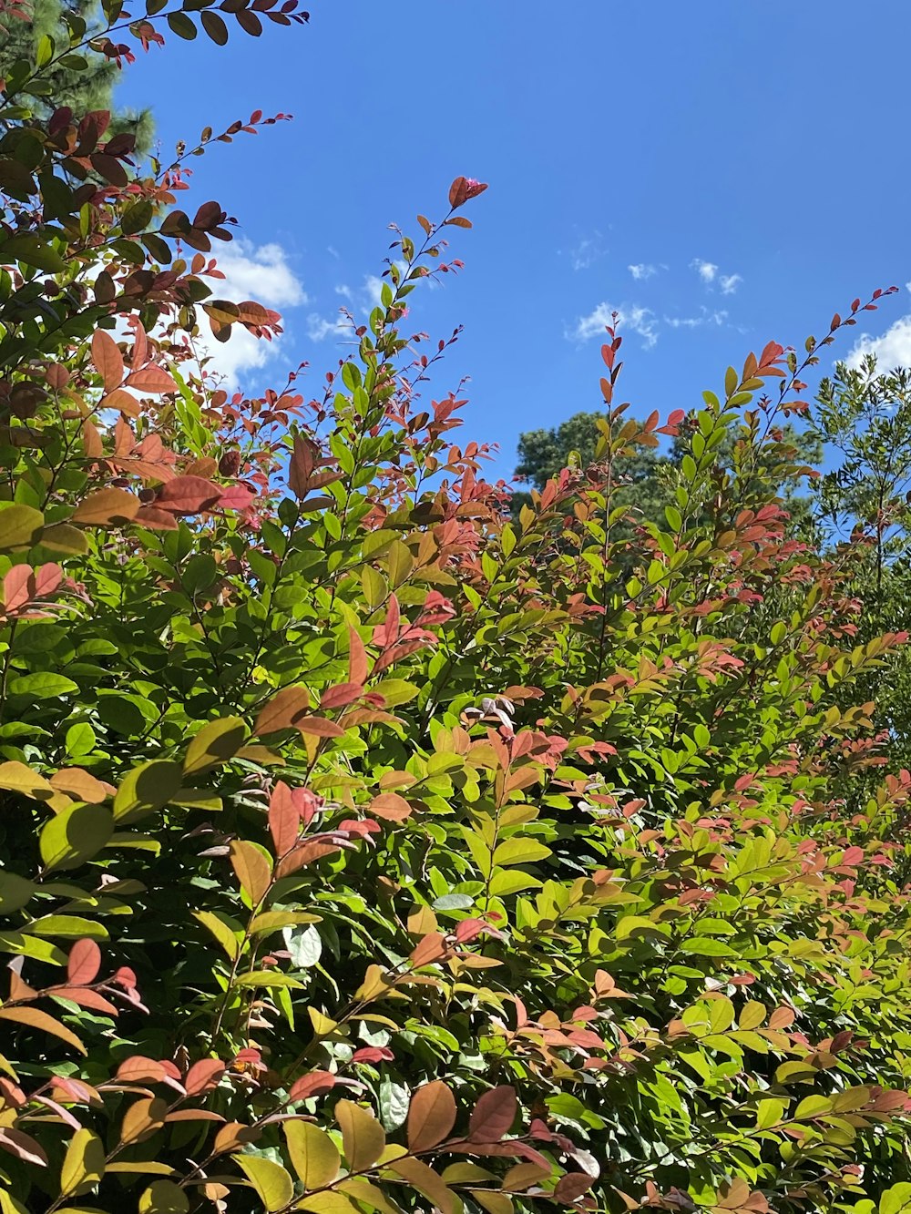 a group of colorful leaves