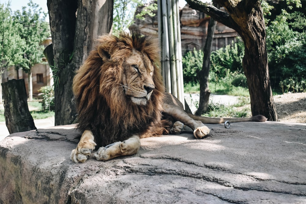 a lion lying on a rock