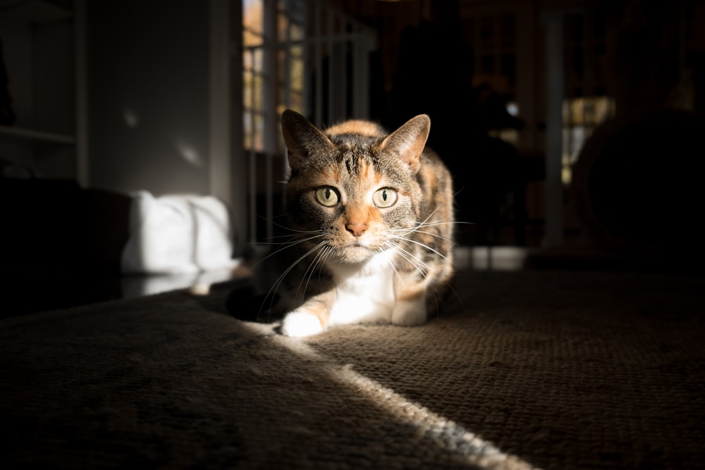 a cat sitting on a couch