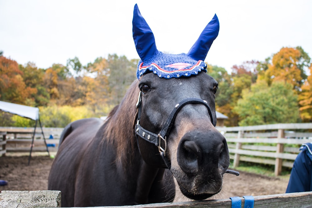 a horse wearing a hat