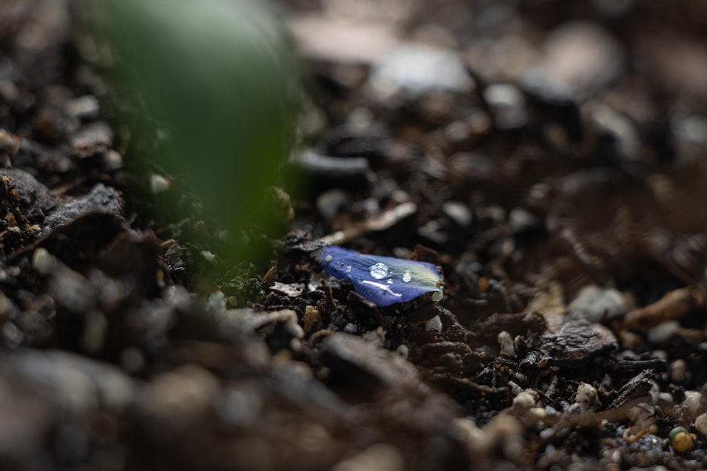 a blue and white bug on the ground