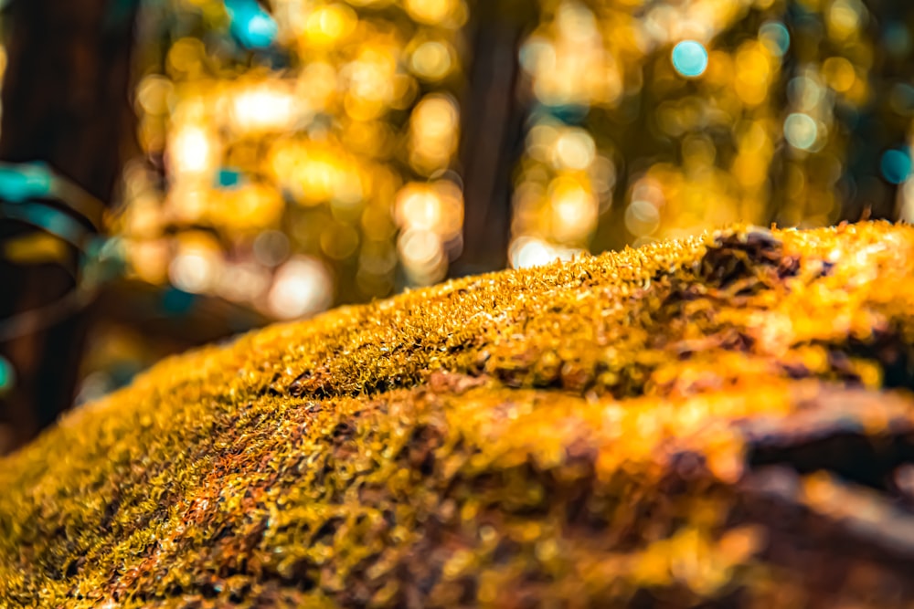 a close up of a tree branch