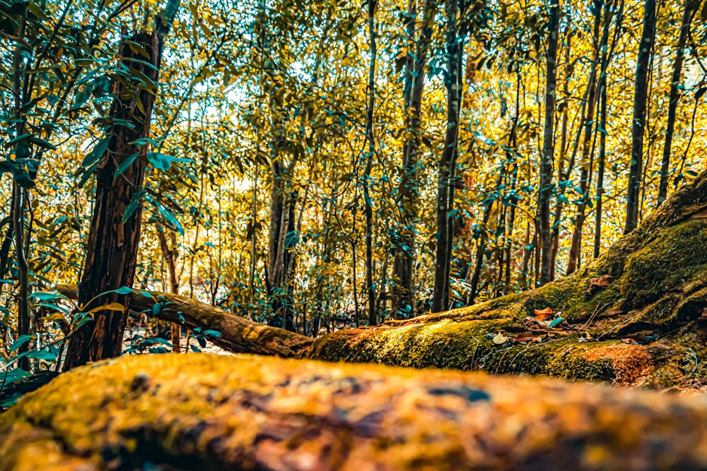 a fallen tree in a forest