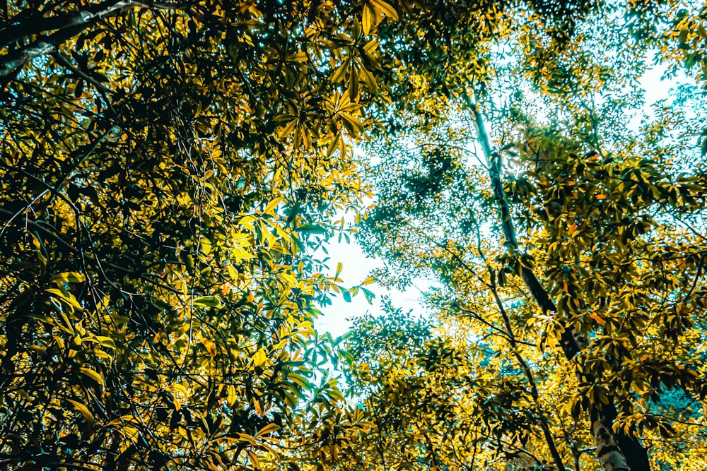 a group of trees with yellow leaves