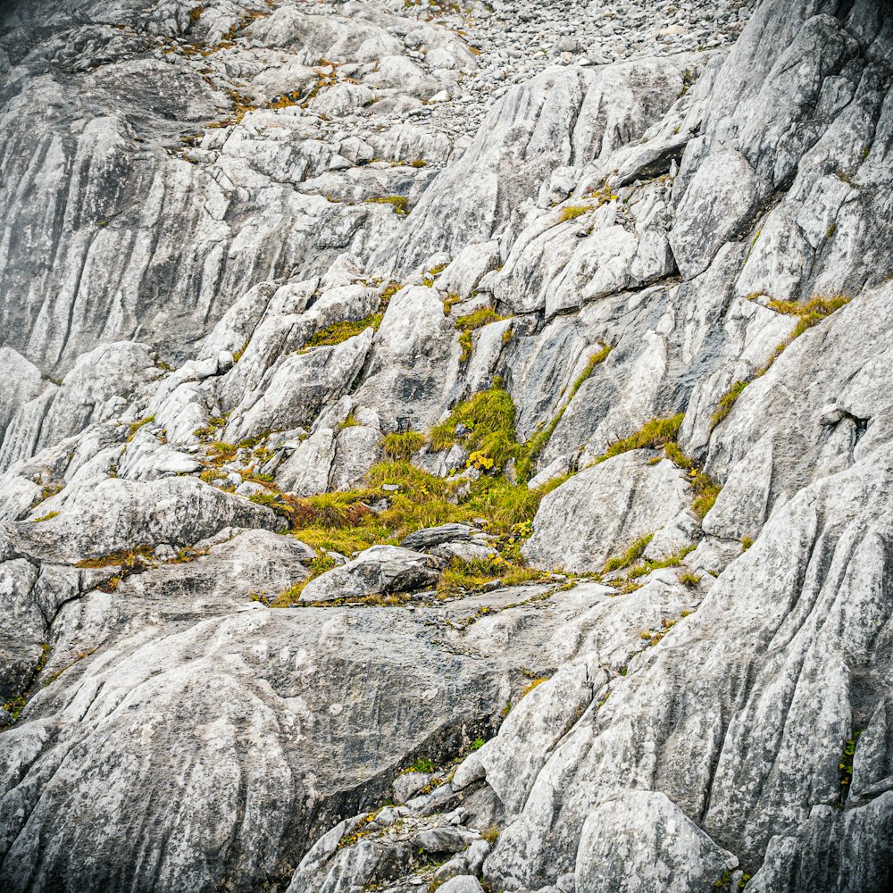 a plant growing in a rocky area