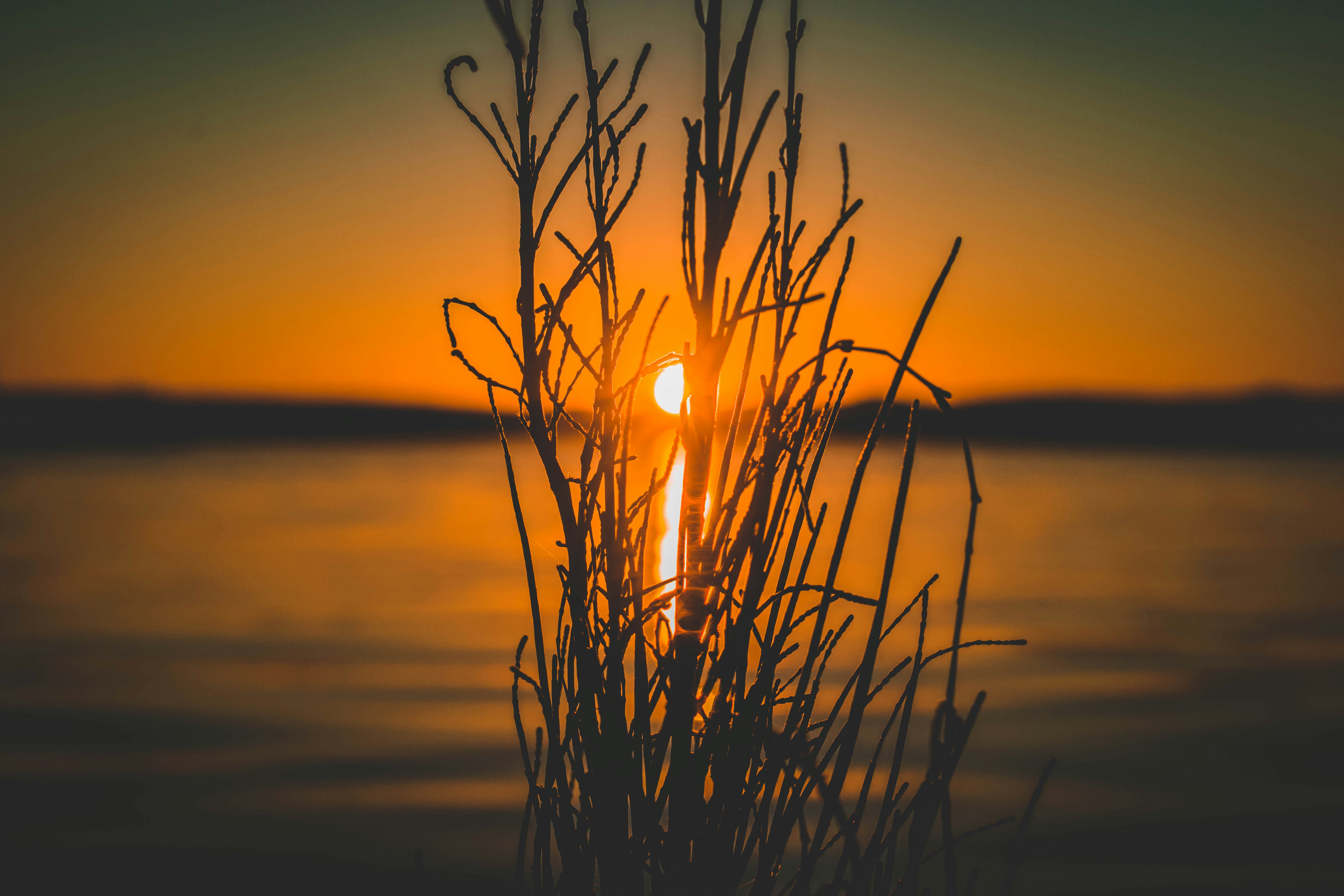 a plant with a sunset in the background